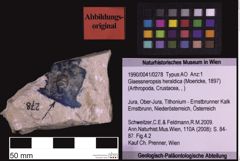 Foto (Objekt + Etiketten) von Glaessneropsis heraldica (Moericke, 1897) (NHMW-GEO-1990-0041-0278)